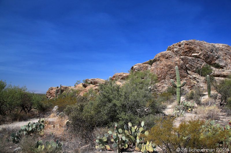 Saguaro NP Arizona