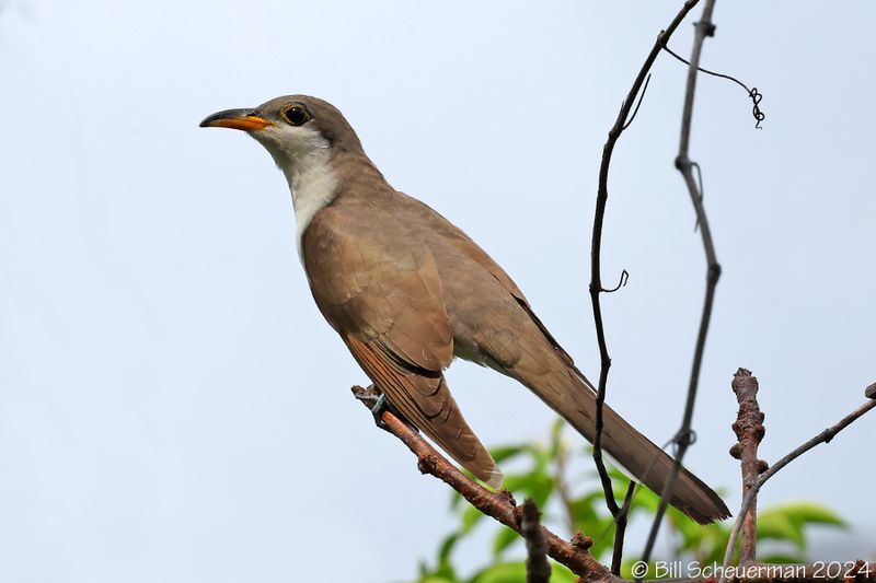 Yellow-billed Cuckoo