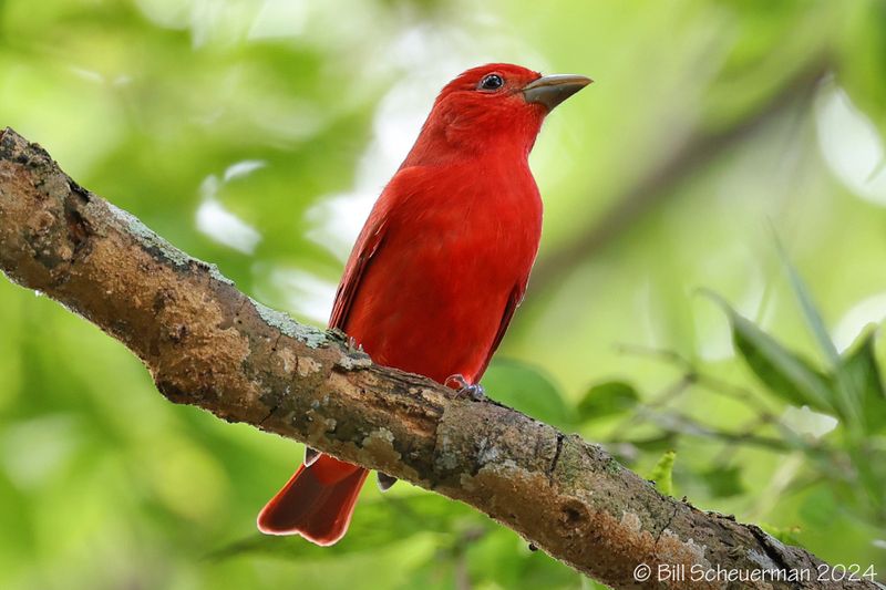 Summer Tanager