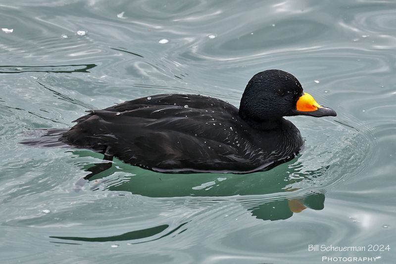 Black Scoter