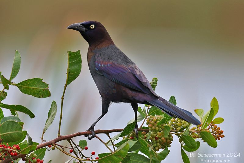 Boat-tailed Grackle