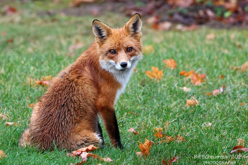 Red Fox
