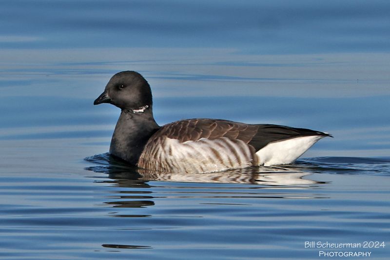 Brant