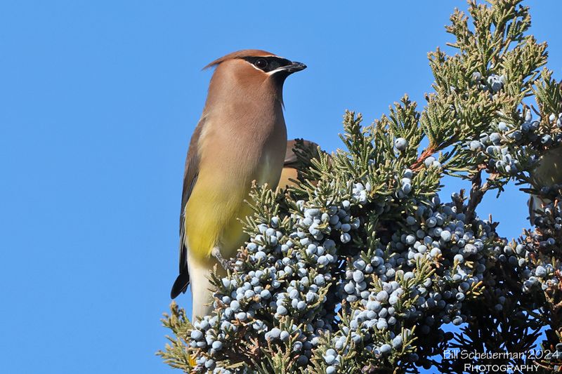 Cedar Waxwing