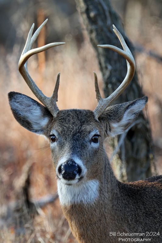 White-tailed Deer