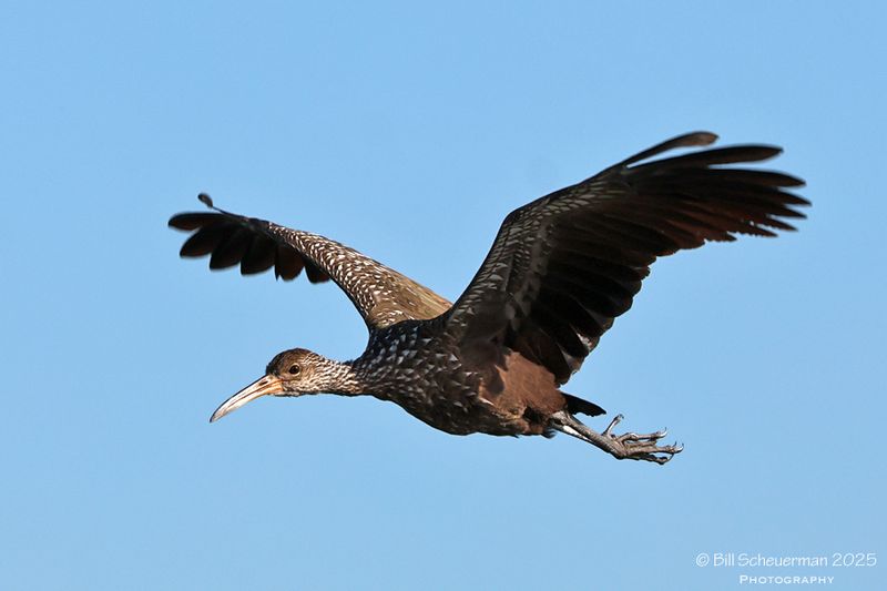 Limpkin
