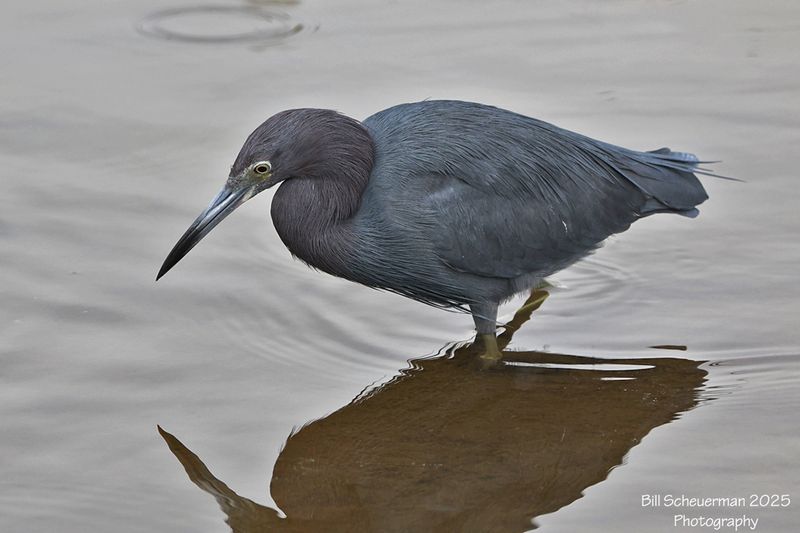 Little Blue Heron