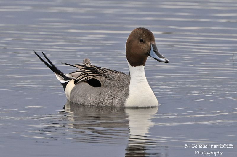 Northern Pintail