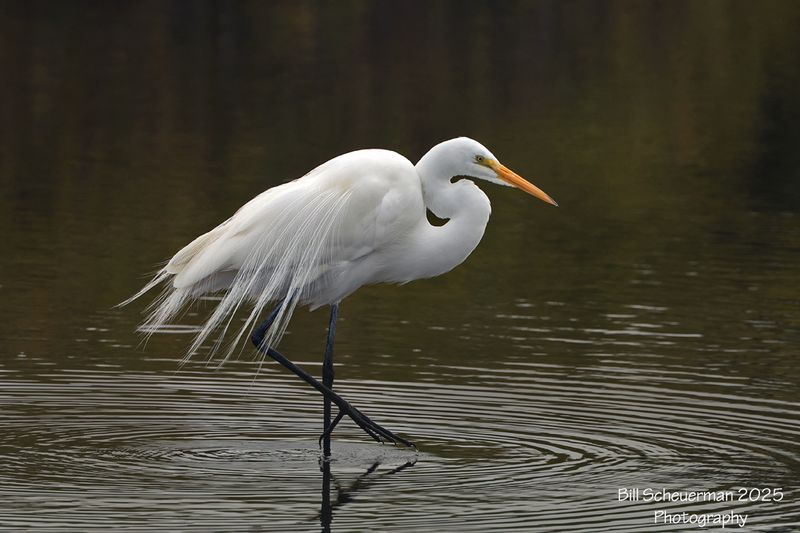 Great Egret