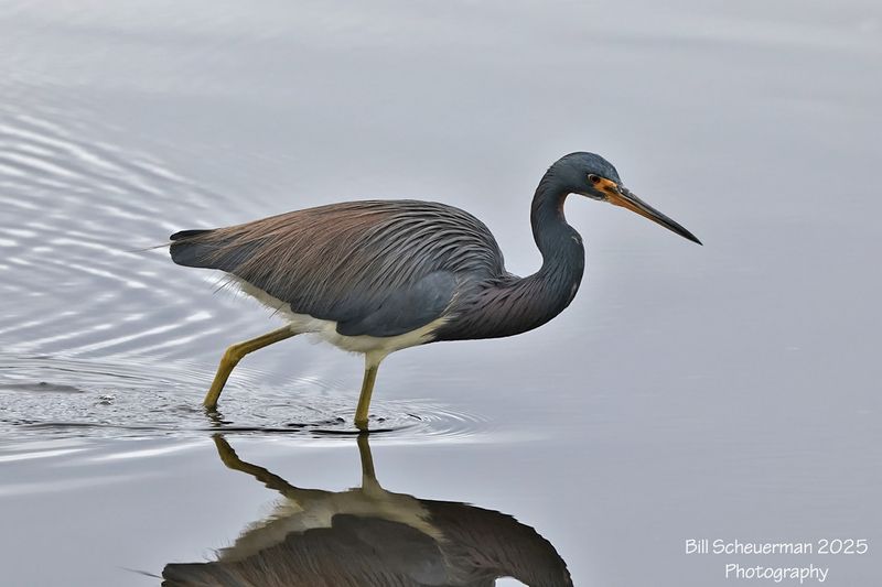 Tri-color Egret