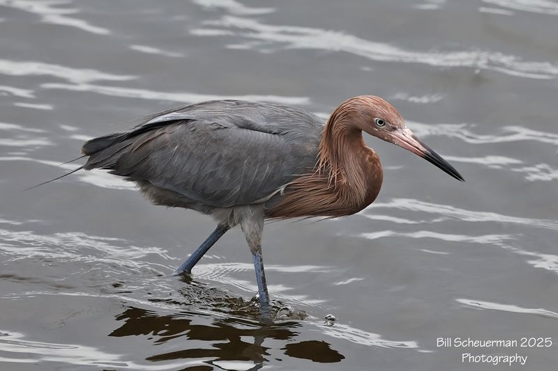 Reddish Egret