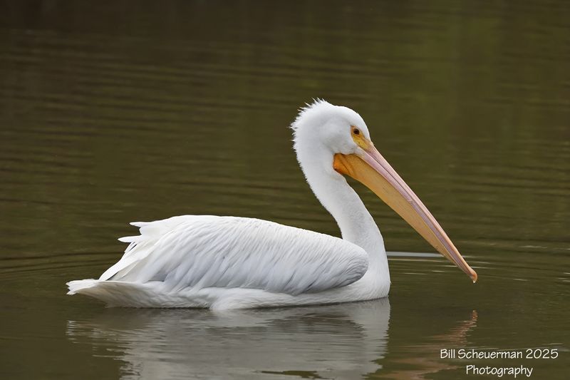 White Pelican