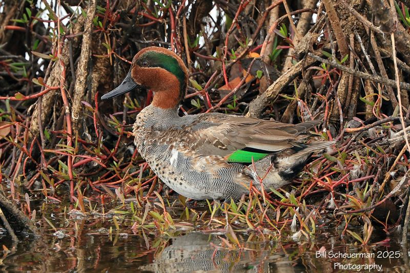Green-winged Teal