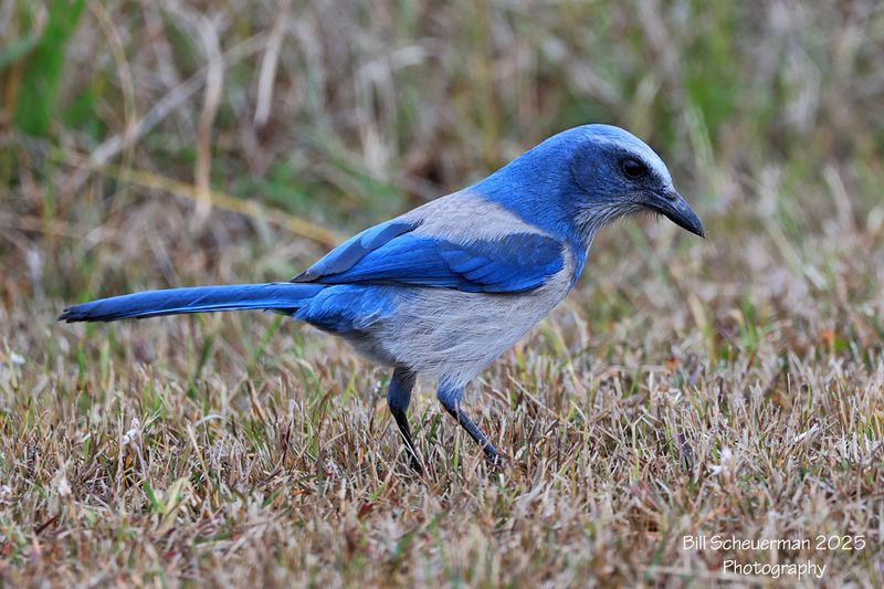 Florida Scrub Jay