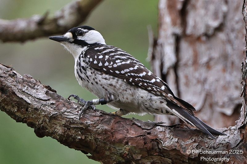 Red Cockaded Woodpecker
