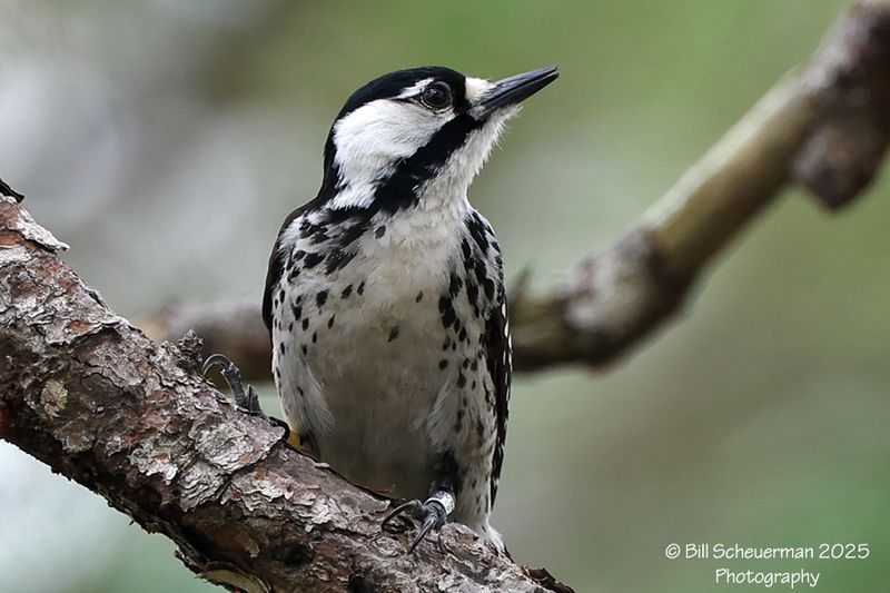 Red Cockaded Woodpecker