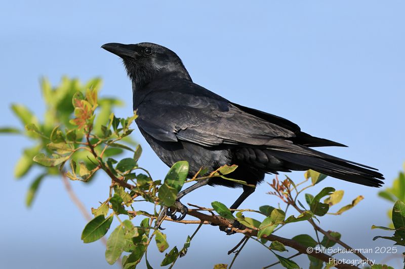 Fish Crow