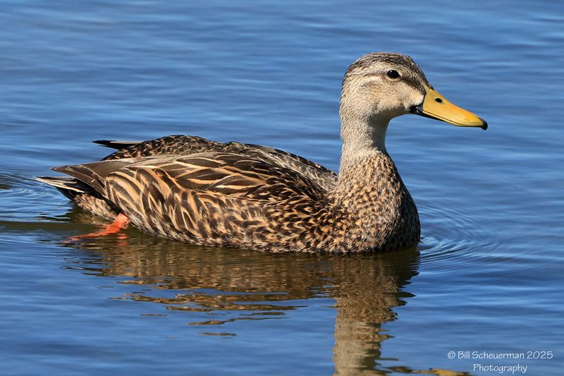 Mottled Duck
