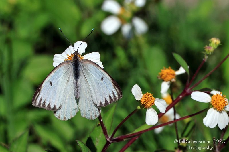Great Southern White