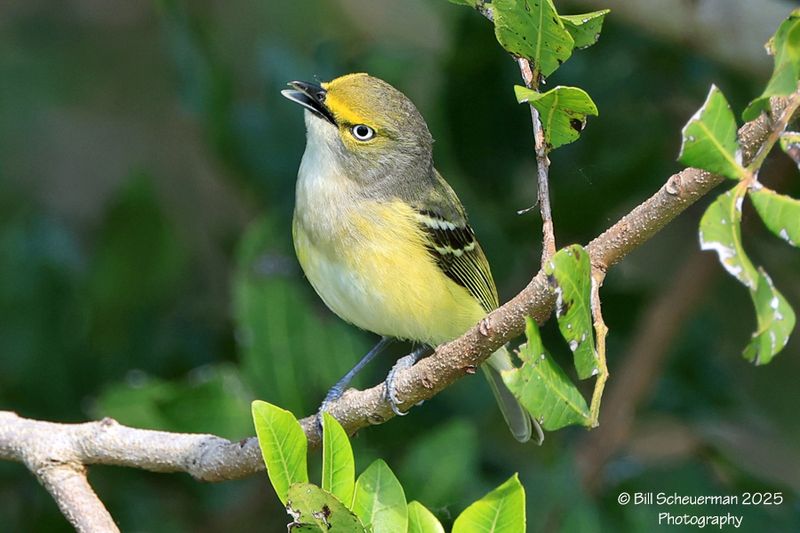 White-eyed Vireo