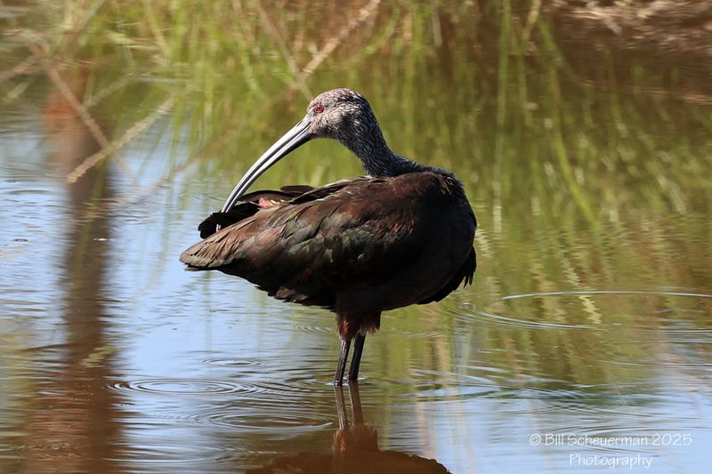 White-faced Ibis