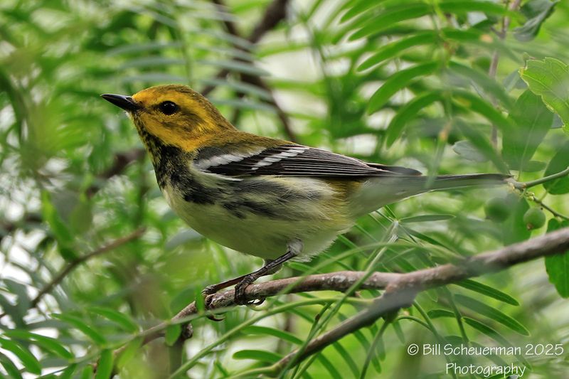 Black-throated Green Warbler