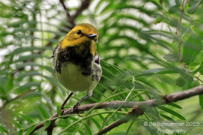 Black-throated Green Warbler