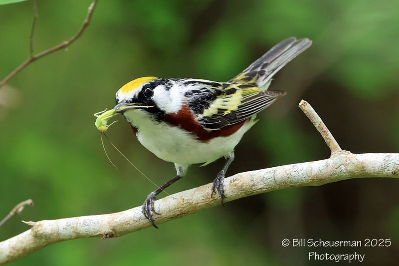 Chestnut-sided Warbler
