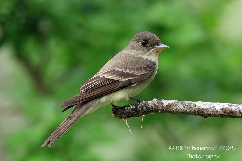 Eastern Wood Pewee