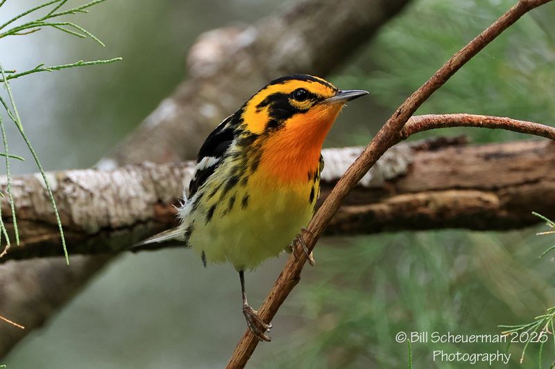 Blackburnian Warbler