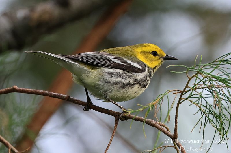Black-throated Green Warbler