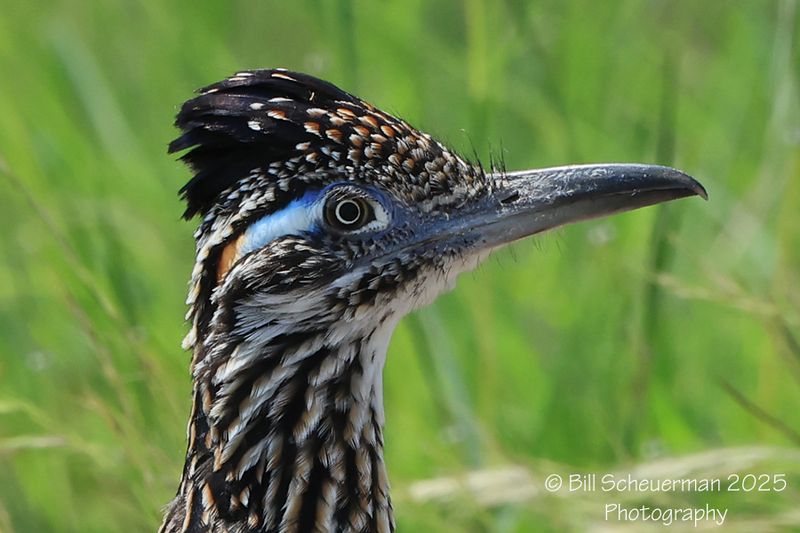 Greater Roadrunner