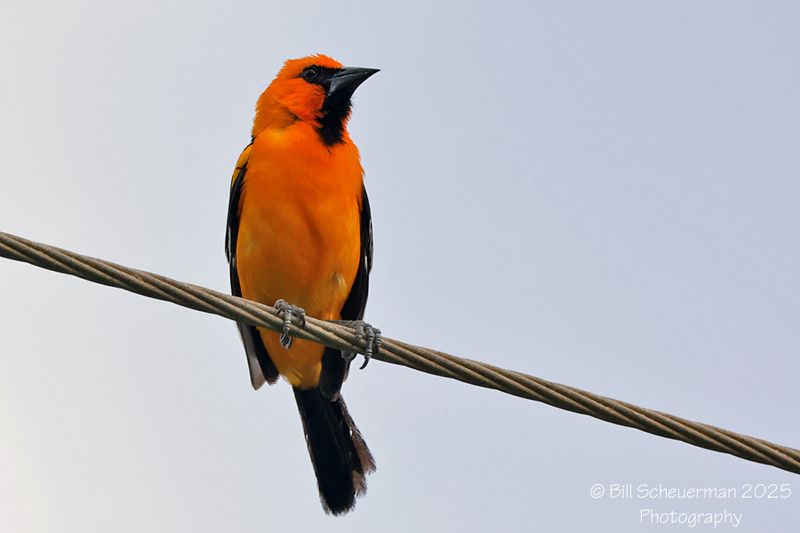 Hooded Oriole