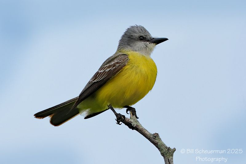 Couch's Kingbird