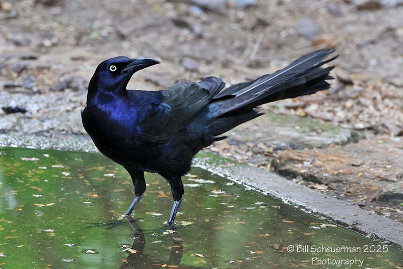 Great-tailed Grackle