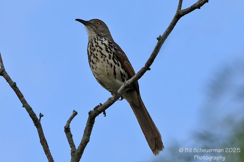 Long-billed Thrasher