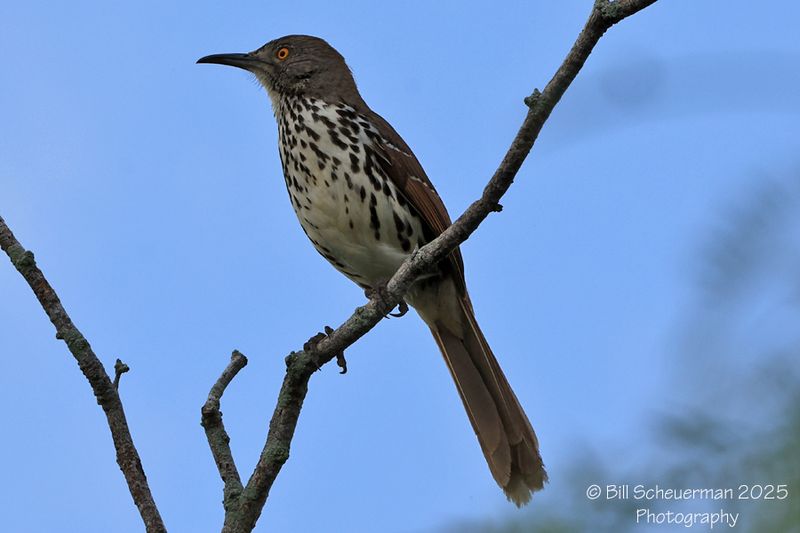 Long-billed Thrasher