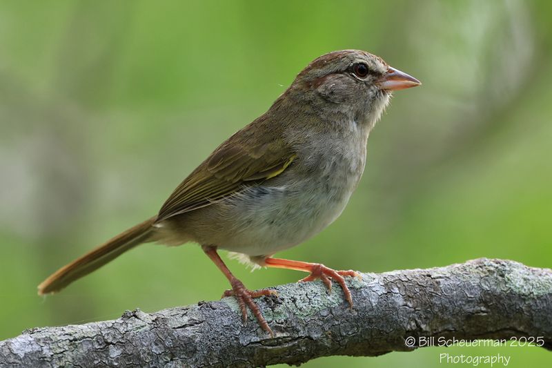 Olive Sparrow