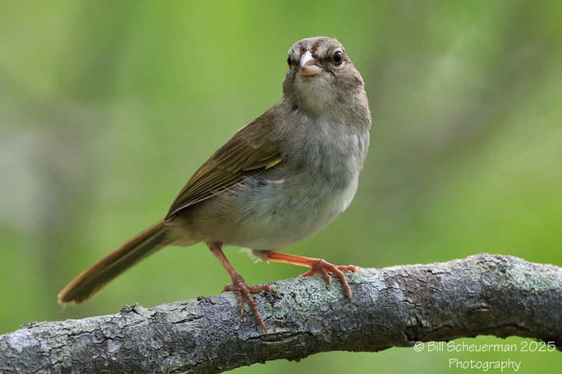 Olive Sparrow