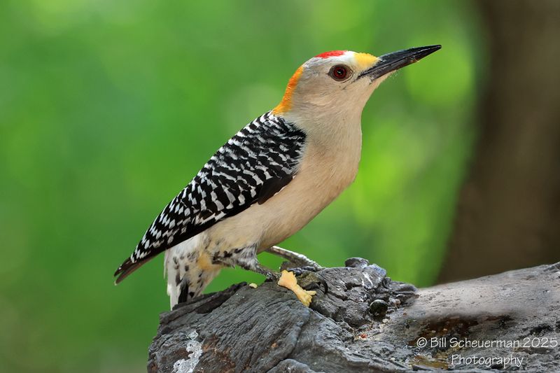 Golden-fronted Woodpecker