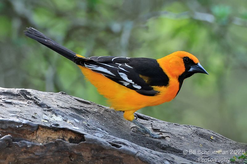 Altamira Oriole