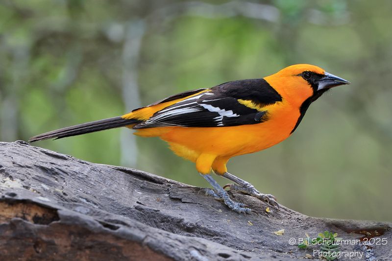 Altamira Oriole