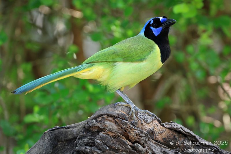 Green Jay