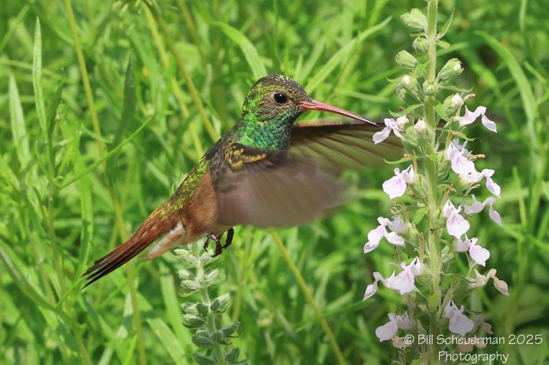 Buff-bellied Hummingbird