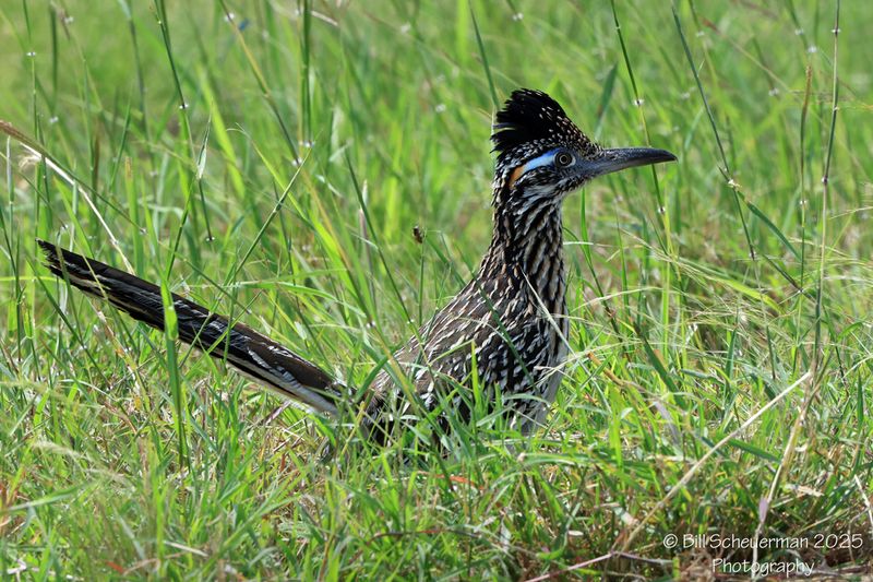 Greater Roadrunner