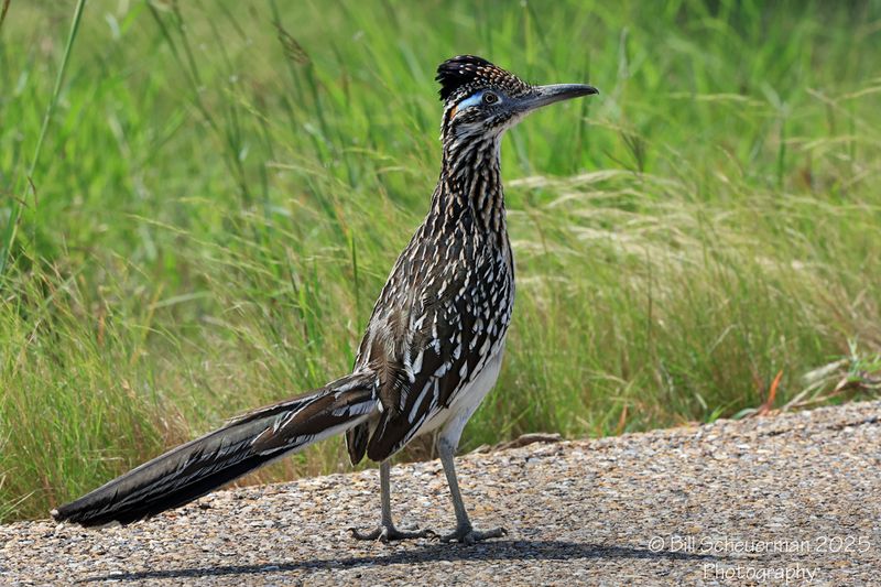 Greater Roadrunner