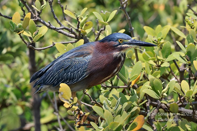 Green Heron 