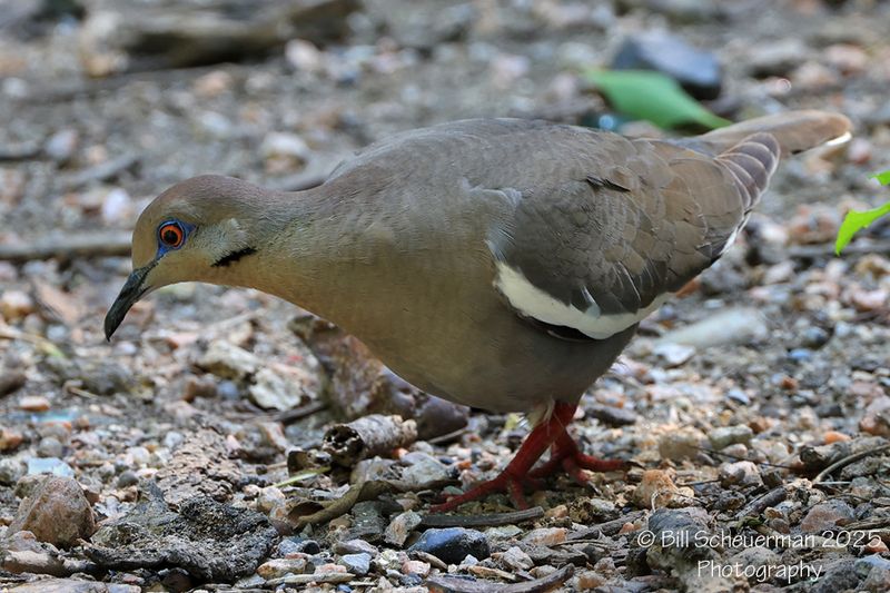 White-winged Dove