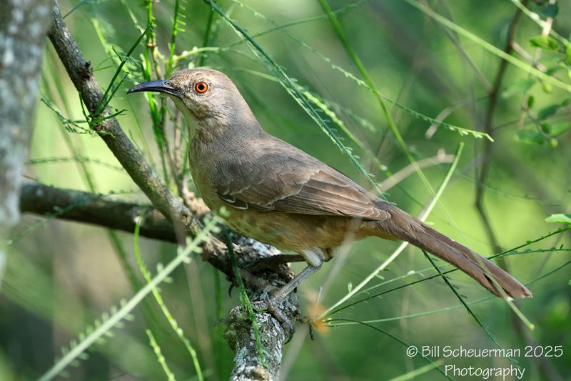 Curve-billed Thrasher