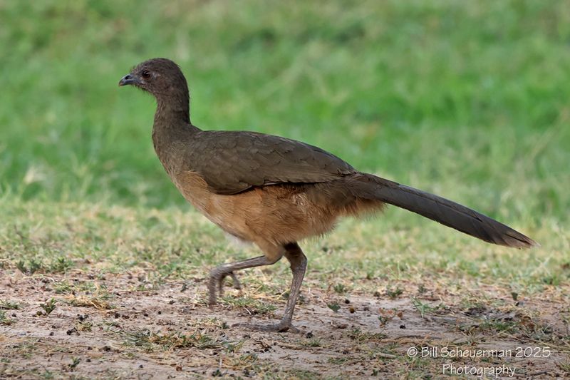 Plain Chachalaca
